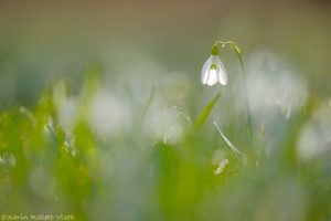 Galanthus nivalis / Schneeglöckchen