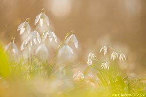 Galanthus nivalis / Schneeglöckchen