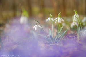 Galanthus nivalis / Schneeglöckchen