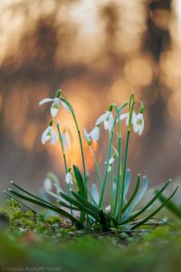 Galanthus nivalis / Schneeglöckchen