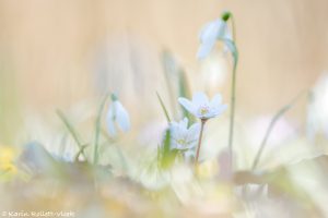 Galanthus nivalis / Schneeglöckchen