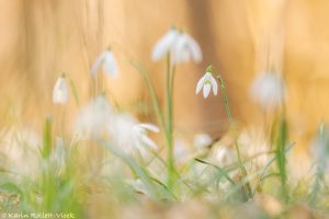 Galanthus nivalis / Schneeglöckchen