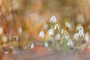 galanthus_246737