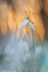 Galanthus nivalis / Schneeglöckchen