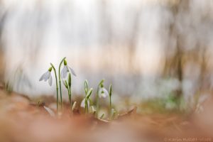 galanthus_3944