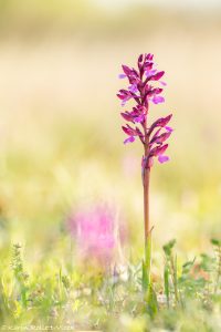 Anacamptis x gennarii(Anacamptis papilionacea x Anacamptis morio)