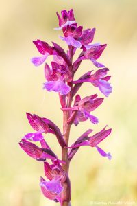 Anacamptis x gennarii(Anacamptis papilionacea x Anacamptis morio)