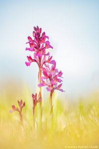 Anacamptis x gennarii(Anacamptis papilionacea x Anacamptis morio)