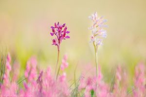 Anacamptis x gennarii(Anacamptis papilionacea x Anacamptis morio)