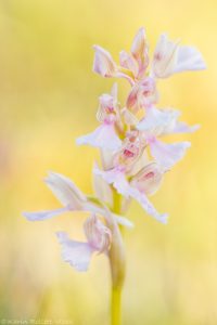 Anacamptis x gennarii(Anacamptis papilionacea x Anacamptis morio)