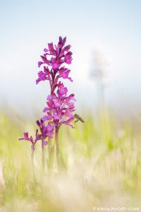 Anacamptis x gennarii(Anacamptis papilionacea x Anacamptis morio)