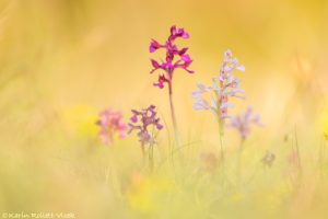 Anacamptis x gennarii(Anacamptis papilionacea x Anacamptis morio)