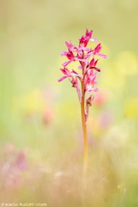 Anacamptis x gennarii(Anacamptis papilionacea x Anacamptis morio)