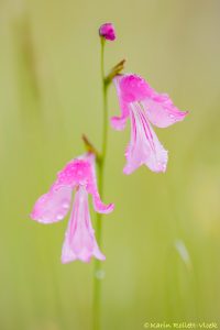 Gladiolus illyricus / Illyrien-Siegwurz