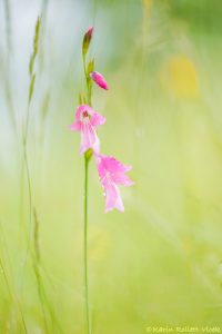 Gladiolus illyricus / Illyrien-Siegwurz