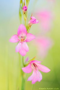 Gladiolus italicus / Feld-Siegwurz