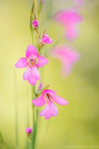 Gladiolus italicus / Feld-Siegwurz