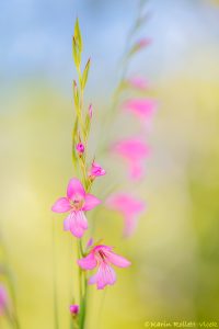 Gladiolus italicus / Feld-Siegwurz