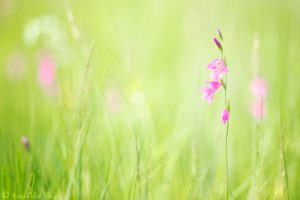 Gladiolus palustris / Sumpf-Siegwurz