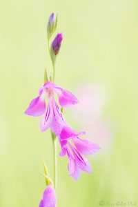 Gladiolus palustris / Sumpf-Siegwurz