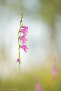 Gladiolus palustris / Sumpf-Siegwurz