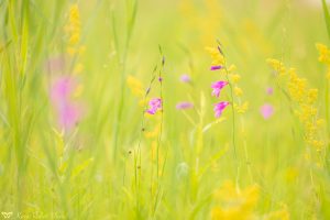 Gladiolus palustris / Sumpf-Siegwurz