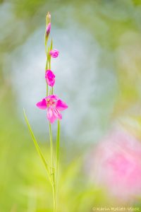 Gladiolus palustris / Sumpf-Siegwurz