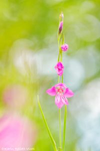 Gladiolus palustris / Sumpf-Siegwurz