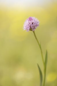 Traunsteinera globosa / Rosa Kugelorchis / globe orchid