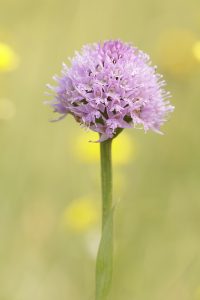 Traunsteinera globosa / Rosa Kugelorchis / globe orchid