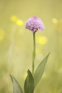 Traunsteinera globosa / Rosa Kugelorchis / globe orchid