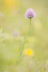 Traunsteinera globosa / Rosa Kugelorchis / globe orchid