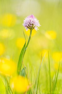 Traunsteinera globosa / Rosa Kugelorchis / globe orchid