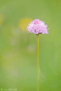 Traunsteinera globosa / Rosa Kugelorchis / globe orchid