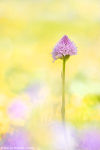 Traunsteinera globosa / Rosa Kugelorchis / globe orchid