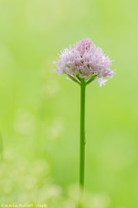 Traunsteinera globosa / Rosa Kugelorchis / globe orchid