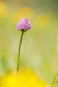 Traunsteinera globosa / Rosa Kugelorchis / globe orchid