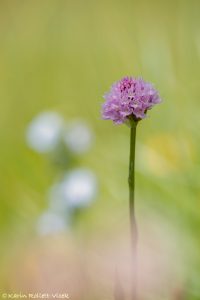 Traunsteinera globosa / Rosa Kugelorchis / globe orchid