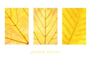 golden_leaves