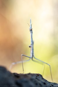 Hypsicorypha gracilis / Sublime Conehead Mantis