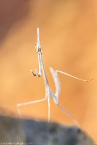 Hypsicorypha gracilis / Sublime Conehead Mantis