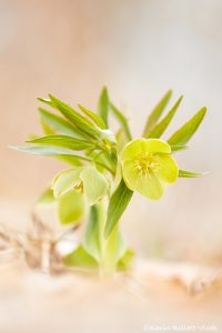 Helleborus dumetorum / Hecken-Schneerose