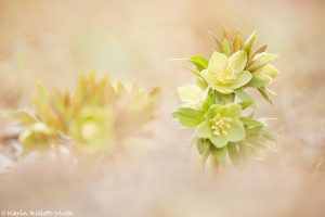 Helleborus dumetorum / Hecken-Schneerose