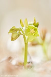 Helleborus dumetorum / Hecken-Schneerose