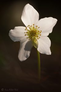 Helleborus niger / Schneerose