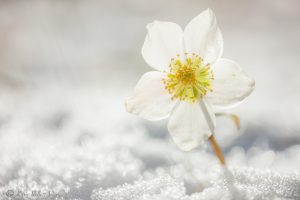 Helleborus niger / Schneerose