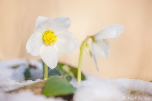 Helleborus niger / Schneerose