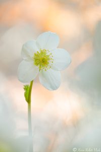 Helleborus niger / Schneerose