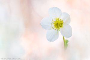 Helleborus niger / Schneerose