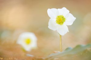 Helleborus niger / Schneerose